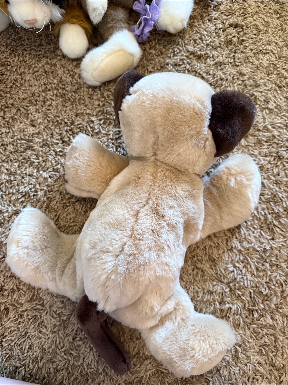 2001 Animal alley Siamese cat plush EUC - Picture 3 of 3